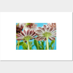 Osteospermum  Flower Power Double Series  Double White Bronze Posters and Art